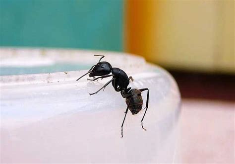 最近家裡很多螞蟻